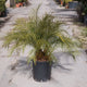 Simegarden Phoenix roebelenii 35 cm