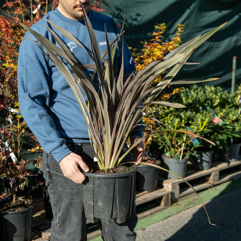 Simegarden Phormium pink stripe 24 cm