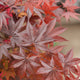 Simegarden Pianta Acero rosso giapponese 20 cm