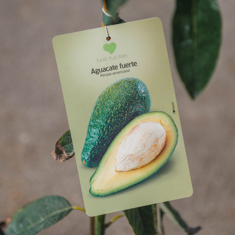 Simegarden Pianta di Avocado fuerte 17 cm