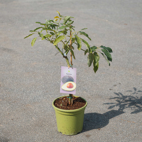 Simegarden Pianta di Avocado hass 23 cm