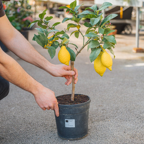 Simegarden Pianta di Limone