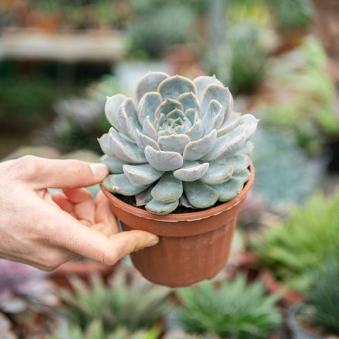 Simegarden Pianta Echeveria 13 cm / 1