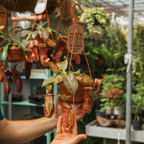 Simegarden Pianta Nepenthes gaya 14 cm