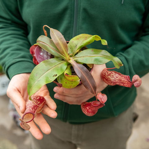 Simegarden Pianta Nepenthes gaya