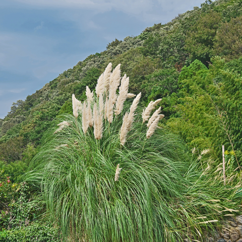 Simegarden pianta pampas