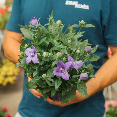 Simegarden Pianta Platycodon grandiflorus "fuji blue" 14 cm