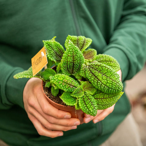 Simegarden Pilea moonvalley 12 cm