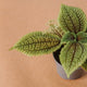 Simegarden Pilea moonvalley