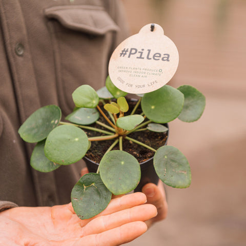 Simegarden Pilea peperomioides baby 12 cm