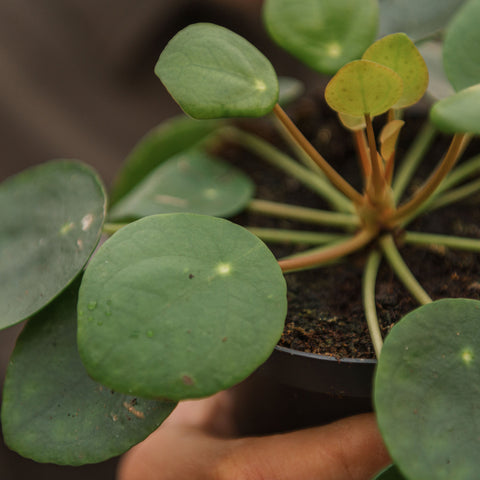 Simegarden Pilea peperomioides baby