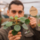 Simegarden Pilea peperomioides baby