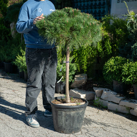 Simegarden Pinus densiflora benelux 35 cm