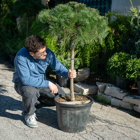 Simegarden Pinus densiflora benelux