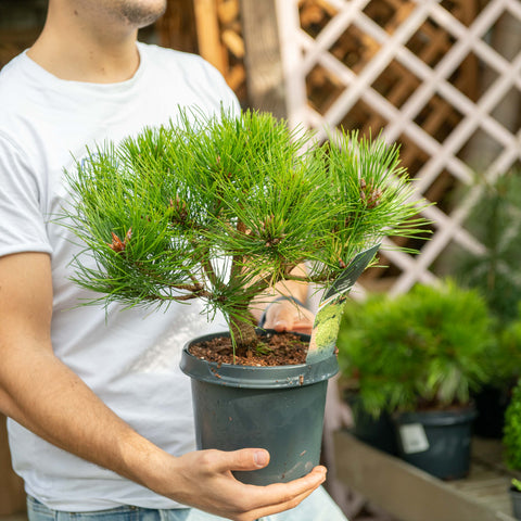 Simegarden Pinus densiflora 'Low Glow' 17 cm