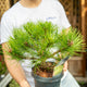 Simegarden Pinus densiflora 'Low Glow' 17 cm