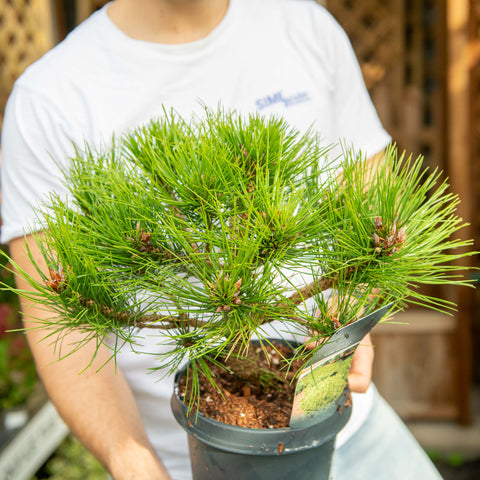 Simegarden Pinus densiflora 'Low Glow' 17 cm