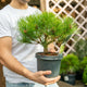 Simegarden Pinus densiflora 'Low Glow' 17 cm