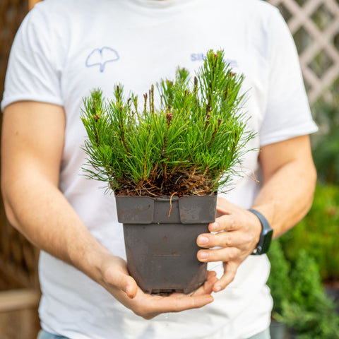 Simegarden Pinus mugo 17 cm