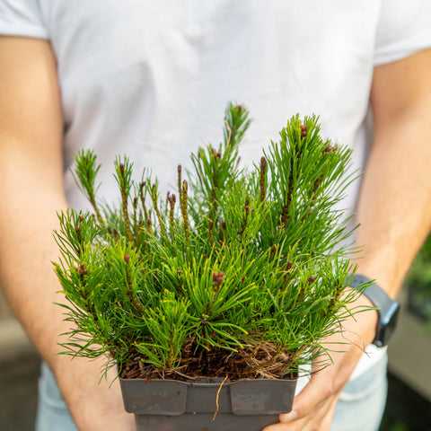 Simegarden Pinus mugo 17 cm