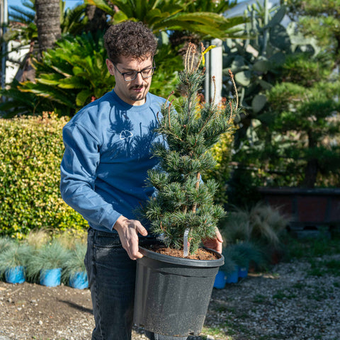 Simegarden Pinus parviflora 24 cm