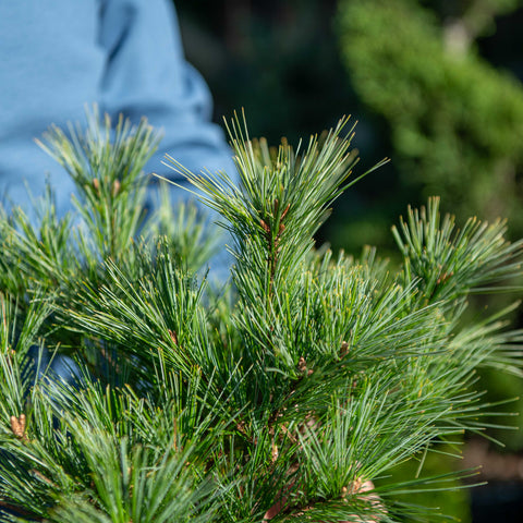 Simegarden Pinus strobus nano 24 cm