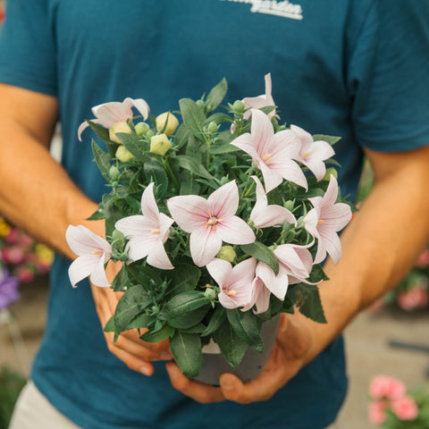 Simegarden Platycodon grandiflorus "Astra rose" 14 cm