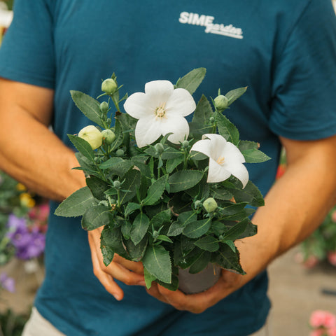 Simegarden Platycodon grandiflorus "Astra white" 14 cm