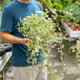 Simegarden Plectranthus coleoides 14 cm