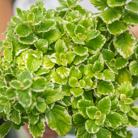 Simegarden Plectranthus coleoides 14 cm