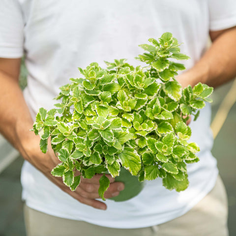 Simegarden Plectranthus coleoides 14 cm