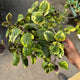 Simegarden Plectranthus lemon 14 cm