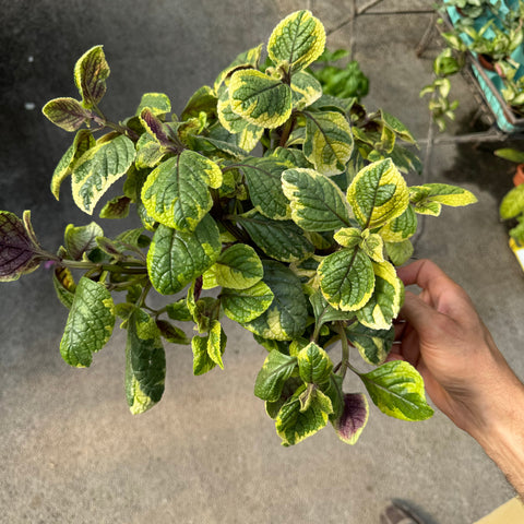 Simegarden Plectranthus lemon 14 cm