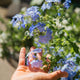 Simegarden Plumbago blu 17 cm