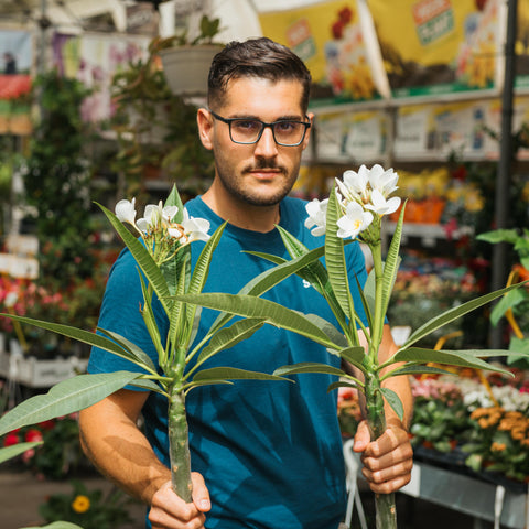 Simegarden Plumeria alba 22 cm