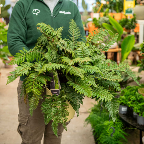 Simegarden Polystichum polyblepharum