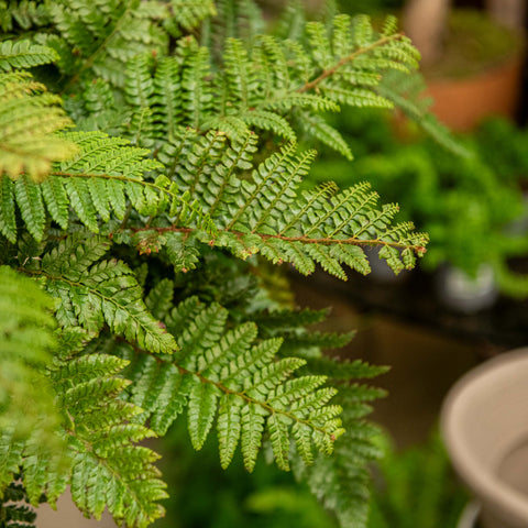 Simegarden Polystichum polyblepharum