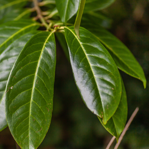 Simegarden Prunus laurocerasus 18 cm