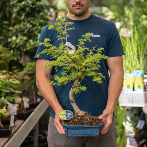 Simegarden Pseudolarix amabilis bonsai 23 cm