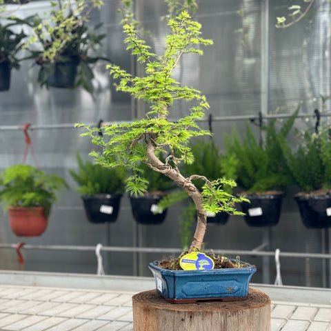 Simegarden Pseudolarix amabilis bonsai