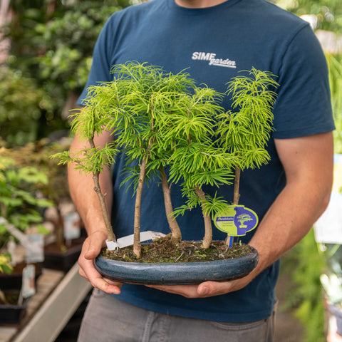 Simegarden Pseudolarix bonsai 29.5 cm