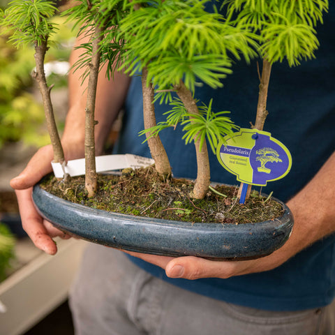 Simegarden Pseudolarix bonsai