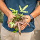 Simegarden Pteris cretica albolineata 7 cm