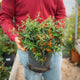 Simegarden Pyracantha navaho 20 cm