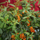 Simegarden Pyracantha navaho 20 cm