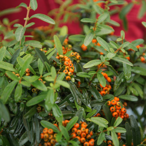 Simegarden Pyracantha navaho 20 cm