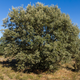 Simegarden Quercus ilex 15 cm