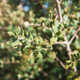 Simegarden Quercus ilex 15 cm