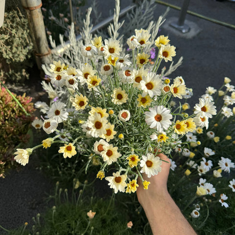 Simegarden Rhodanthemum 14 cm