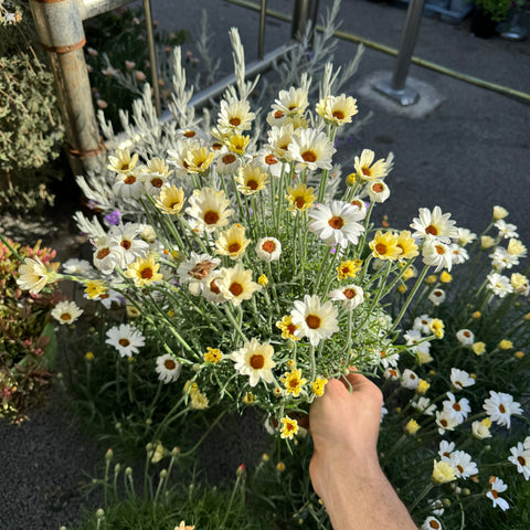 Simegarden Rhodanthemum 14 cm